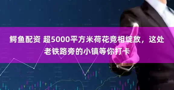 鳄鱼配资 超5000平方米荷花竞相绽放，这处老铁路旁的小镇等你打卡